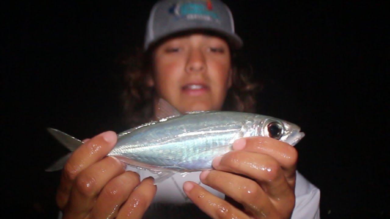 WE CAUGHT 1,000 WORTH OF BAIT How to catch Goggle eyes (MOST