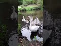 Лебединая семья на речке Лососянка - 2023