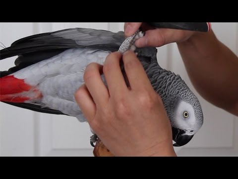 Video: How To Trim A Parrot's Claws