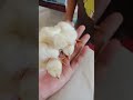 Jolo ko ni ayam jepun