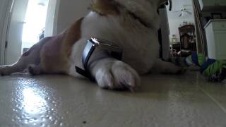 Broading Corgi sporting a B&R watch
