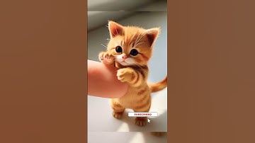 Thumbnail of if #song #viralvideo #cat #trending #funny #cute #cutecat #animals #fyp #fypシ゚viral #shorts