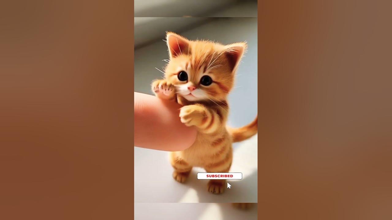 if #song #viralvideo #cat #trending #funny #cute #cutecat #animals #fyp #fypシ゚viral #shorts