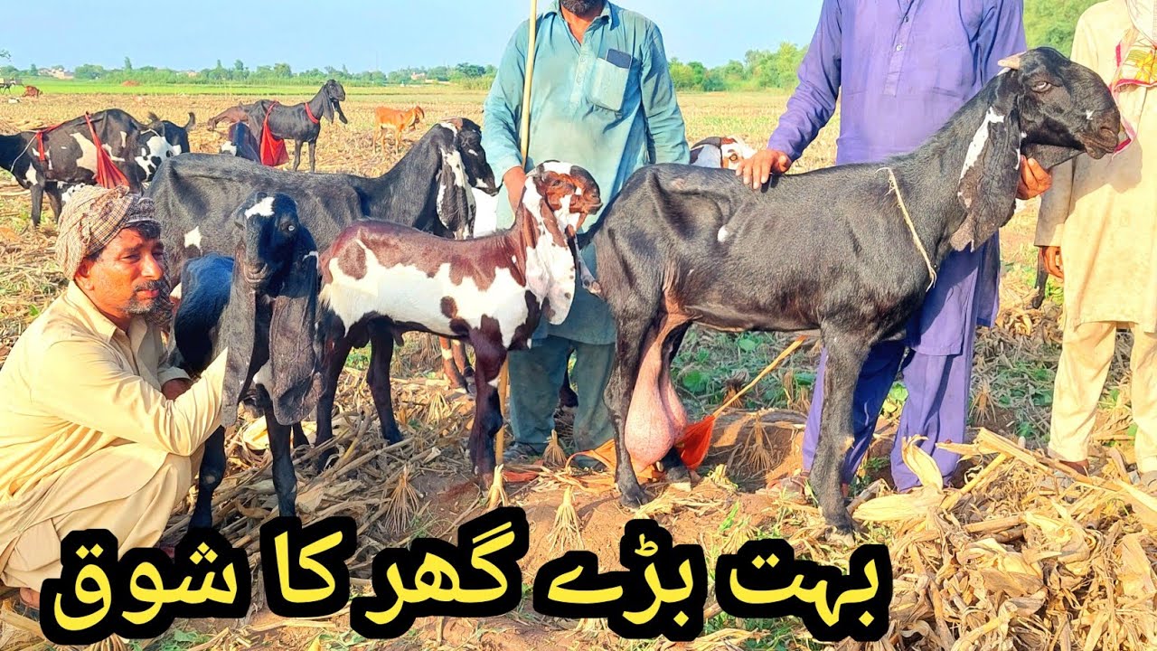 Top Class Amrtsari beetal goats Of Baba Rasheed-Old Blood Line Goats ...