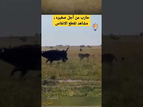 فيديو: الفرص الضائعة لجيش كولتشاك