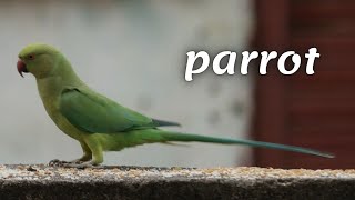 Kramer's parrot
