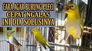 Cara Agar Burung Pleci Buxtoni Cepat Ngalas/Buka Paruh