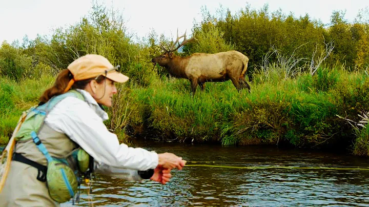 Bull Elk and Fly Fisherman Share Stream