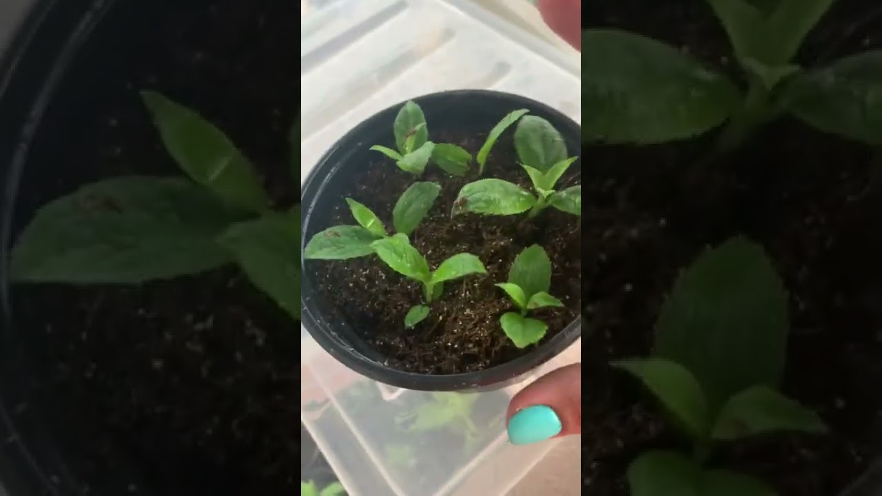 Цветочная терапия с натальей черенкование