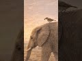 Why Do They Never Forget Kindness? 🐘 ㅣ Animal Lesson