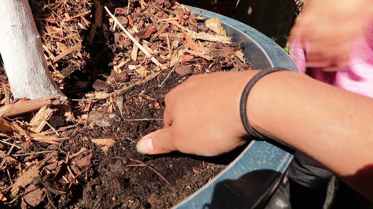 A lush, healthy fruit tree with vibrant green leaves, demonstrating the positive results of good soil health which can be improved with coffee grounds.