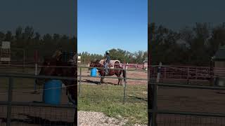 Adrianna At Frisky Foal Acres On Razzle.