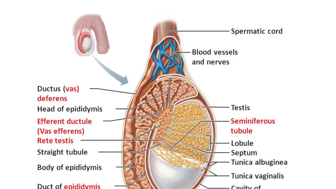 Gross anatomy of male internal genitalia YouTube