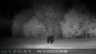 New Hampshire Trail Cam, Apr 2023 — The bear is back from hibernation