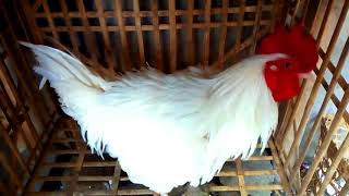 Ayam Putih Mulus Mata Putihbagus Sekali Ternyata