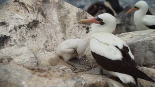 2017 Galapagos Masked Booby