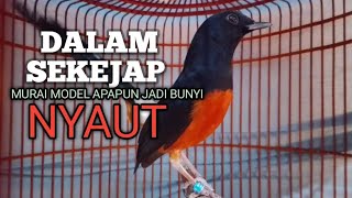 MURAI BATU GACOR Ampuh buat PANCINGAN MURAI biar lawan EMOSI jadi Bunyi NYAUT BONGKAR MATERI ISIAN 