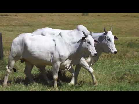 LOTE 32   NIVI 1373 e NIVI 1605