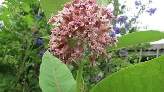 Ваточник сирийский. Asclepias syriaca. Опыление.