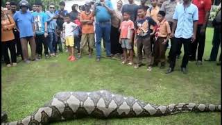 A Big Python Ate Something....