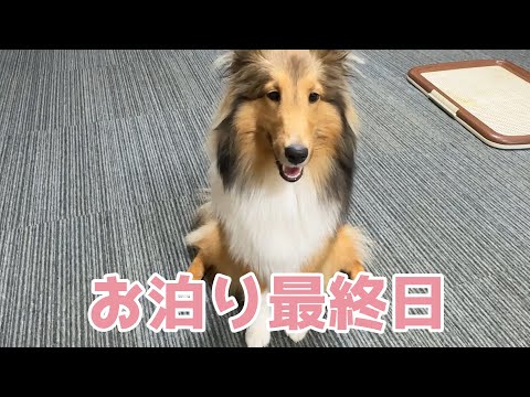 【シェルティ】お泊り会最終日🐾【楽しかったね】