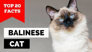 99% of Balinese Cat Owners Don't Know This