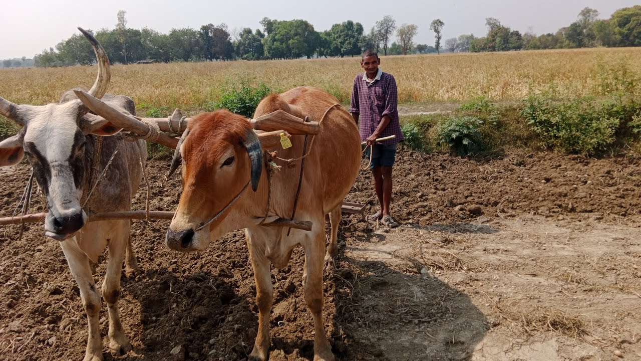 purane jamane ki kheti kaise hoti hai YouTube