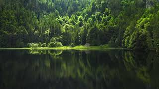 Picnic area near lake surrounded by green forest trees aerial