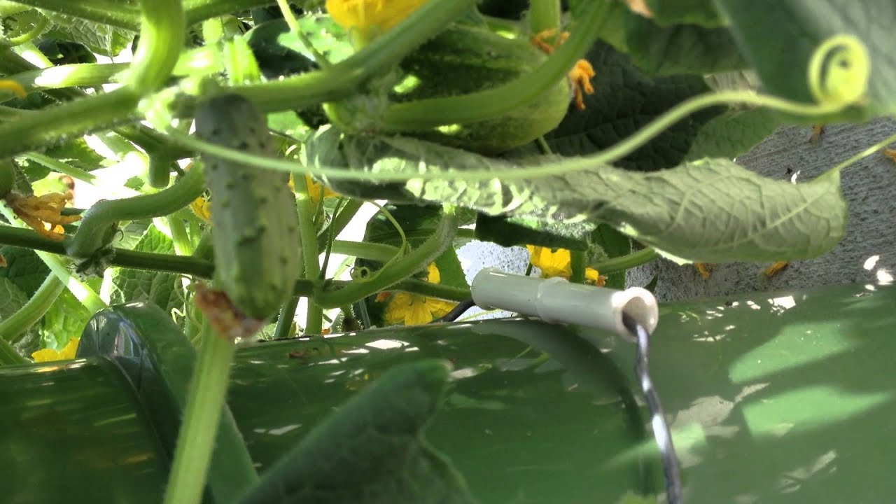 Offthegrid Kratky Method Hydroponics Cucumbers, Update 4 YouTube