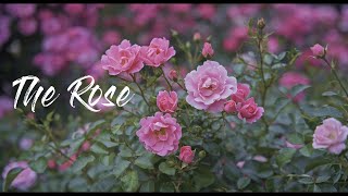 The Rose    薔薇   / SIGMA fp  CinemaDNG 12bit RAW