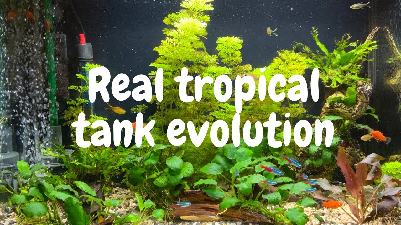 Real Tropical Tank Transformation 