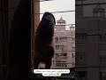 when you hear your neighbours are fighting 😂 #funnypets #cuteshihtzu #shorts #viral #trending