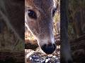 Deer Nibble Bird Seed - TV for Dogs and Nature-Lovers #dogtv #deer #youtubeshorts