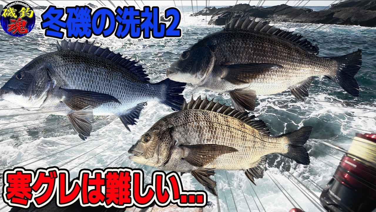 【2026年2月・城ヶ島】冬磯の洗礼２・寒グレは難しい