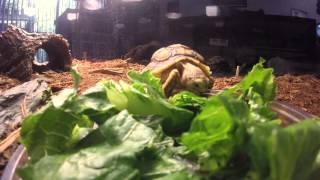 Baby Tortoise Munching