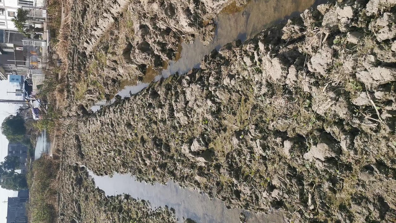 Live Stream Ms Taslima