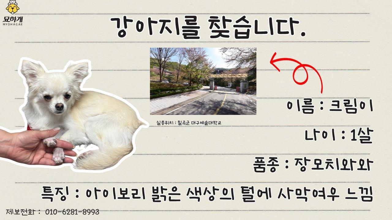 [실종동물찾기] 치와와 크림이를 찾습니다. (경북 칠곡군 실종동물 방송)

