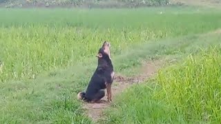 Funny Howling Dog | Dog Sounds | Funny Dog | Indian Dog  |SEE HOW YOUR DOG REACTS | Dog Sound | by  Navya Patel 102 views 7 months ago 5 minutes, 35 seconds