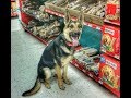 Eine Kuhne - 10mo old German Shepherd - Dog Training Omaha Nebraska, Board & Train Program Eine Kuhne - 10mo old German Shepherd - Dog Training Omaha Nebraska, Board & Train Program