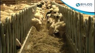 Download lagu feeding belt for sheep and goats