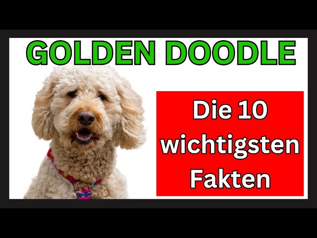 Perfekter Familienhund? Labradoroodle mittlere Größe 3 sddefault