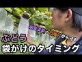 ぶどうの袋がけのタイミング〜収穫前のあらゆるリスクを回避する〜