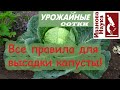 Никогда не используйте ЭТО удобрение для капусты и ещё 11 ПРОСТЫХ правил посадки рассады.