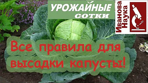 Никогда не используйте ЭТО удобрение для капусты и ещё 11 ПРОСТЫХ правил посадки рассады.