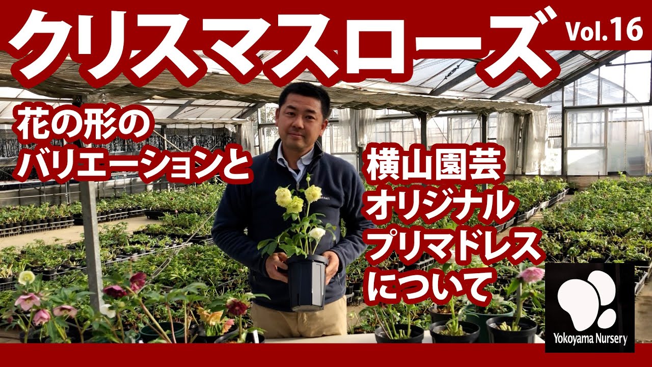 クリスマスローズ（16）花の形のバリエーションと横山園芸オリジナル