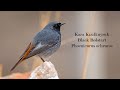 Kara Kızılkuyruk - Black Redstart - Phoenicurus ochruros #XH2S  #150 #600mm #Review #Photography