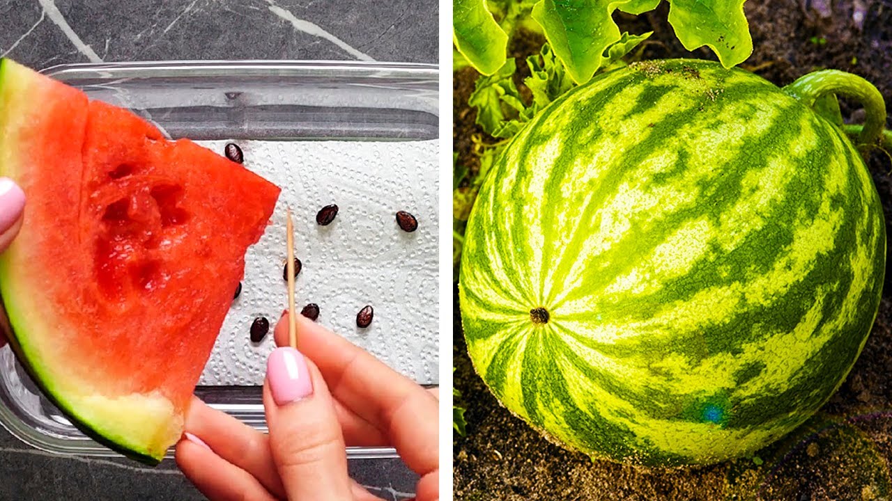 You can grow everything with these incredible gardening hacks!