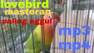 lovebird masteran unggulan mp3 mp4