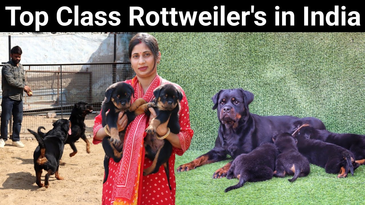 Top Quality Rottweiler's in India | Champion Rottweiler | Dog Farm