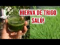 Hierva de Trigo 🌾 Siembra - Cuidado - Cosecha - Extracción | Wheatgrass